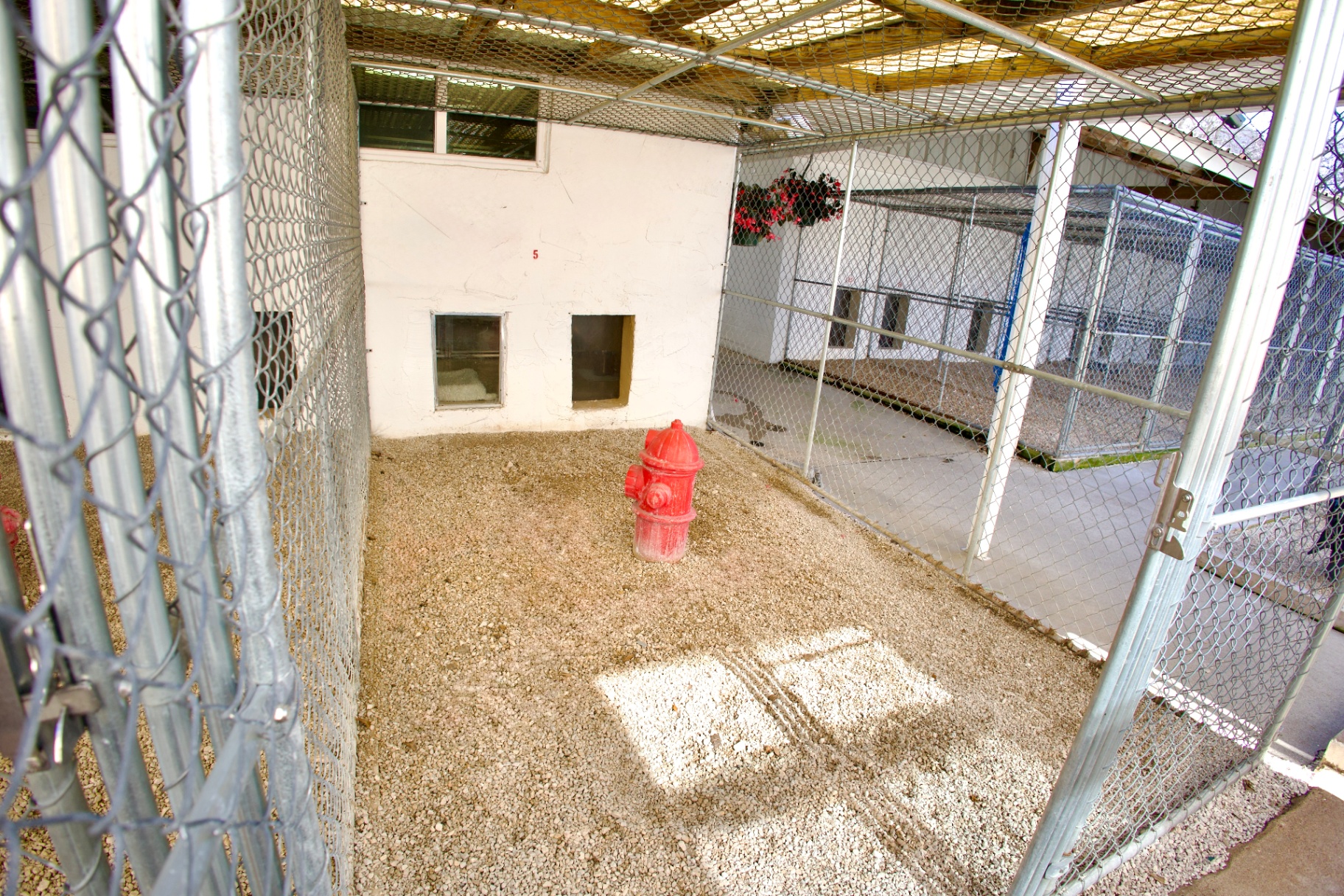 Overnight Boarding & Daycare 2