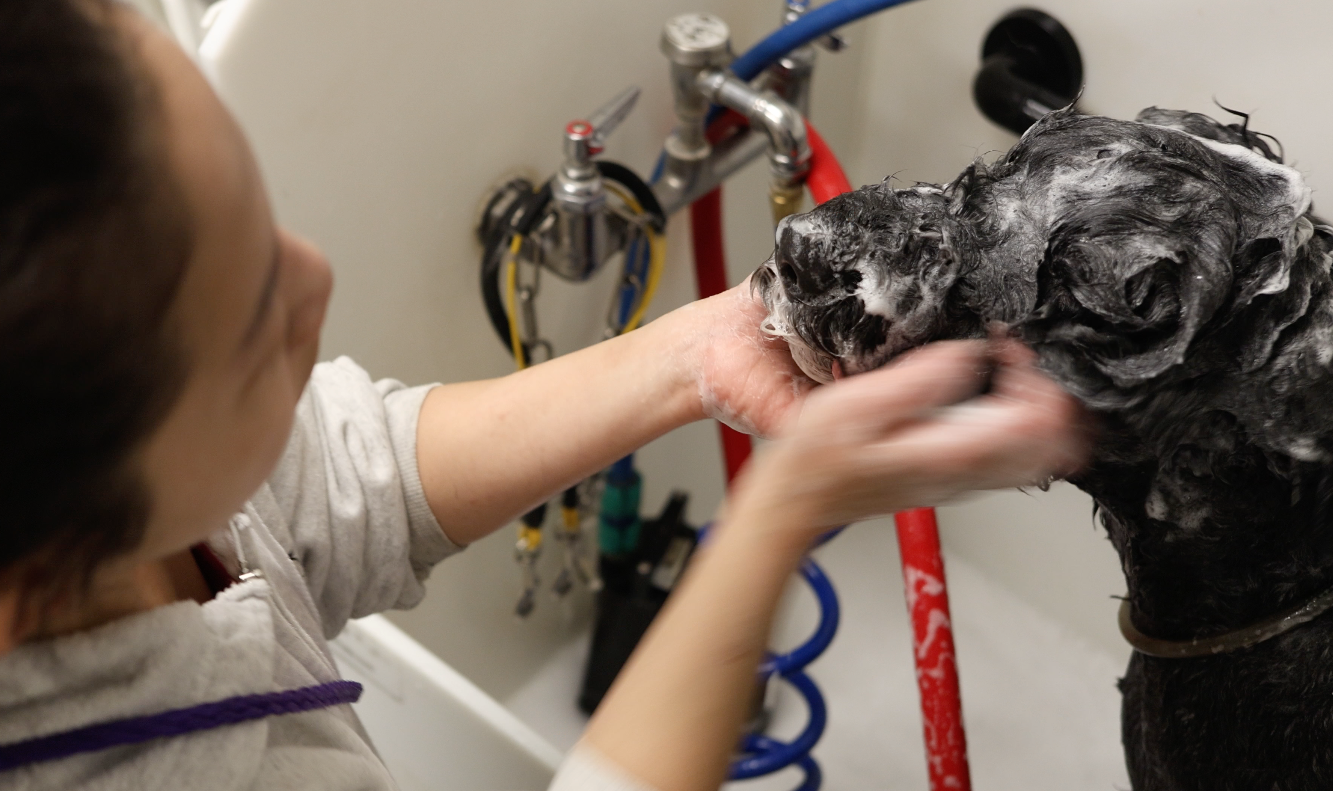 Professional Grooming 2