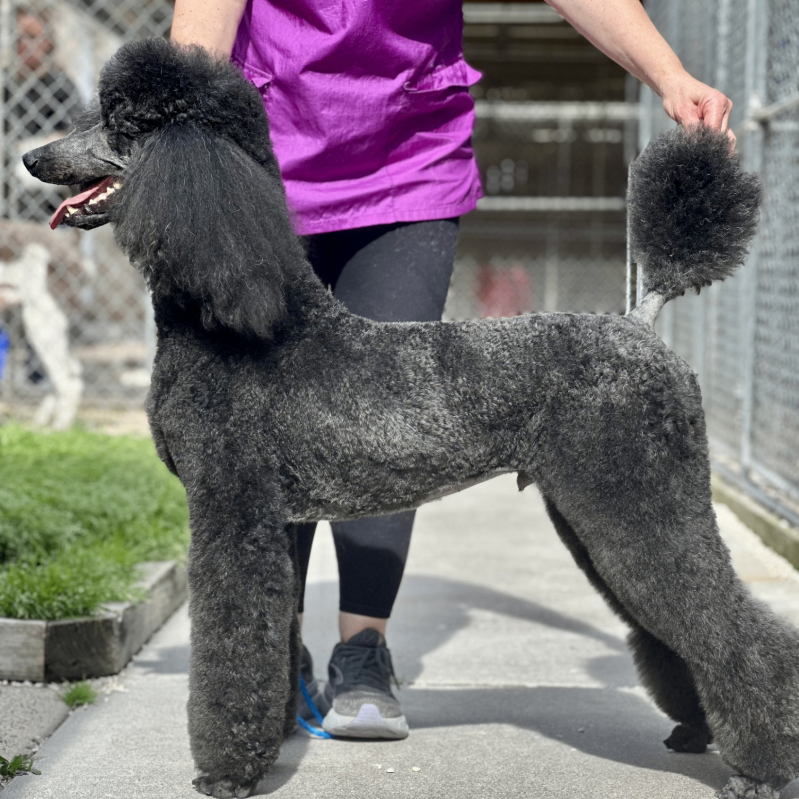 Professional Grooming 1